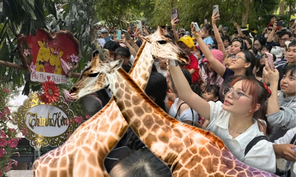 ĐỘC LẠ NGÀY LỄ: Biển người đổ bộ Thảo Cầm Viên từ sớm chỉ để... dự đám cưới hươu cao cổ!