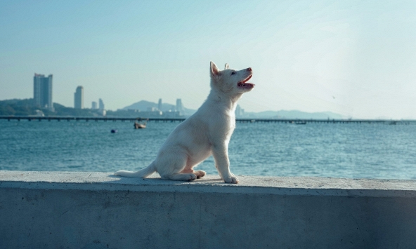 Trailer 'Tạm Biệt Gohan' hé lộ câu chuyện xúc động về chú chó trung thành