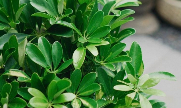 Lời khuyên dành cho những gia đình đang trồng cây ngũ gia bì