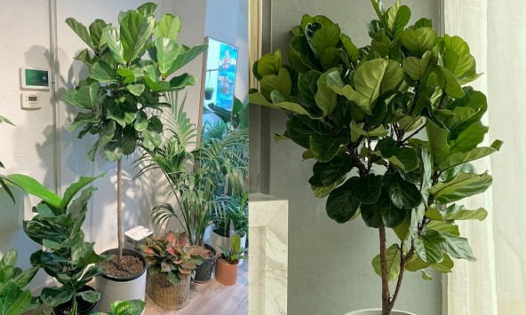 6 lời khuyên dành cho những gia đình đang trồng cây bàng Singapore