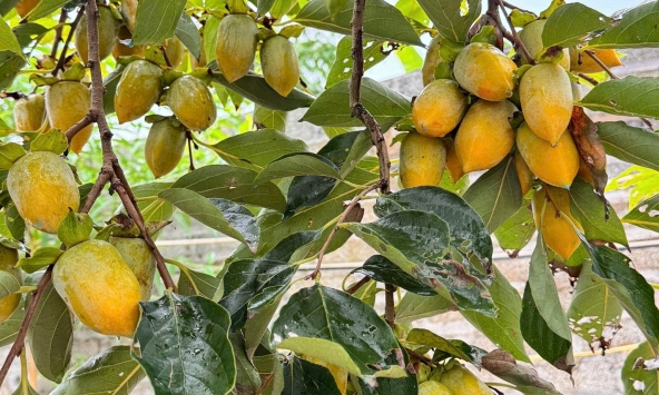 Lời khuyên dành cho các gia đình đang trồng cây hồng