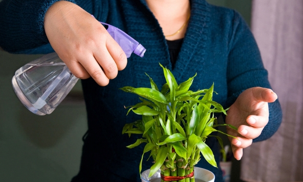Lời khuyên dành cho gia đình đang trồng cây phát lộc