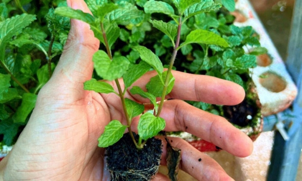 Lời khuyên đến những gia đình đang trồng cây rau húng