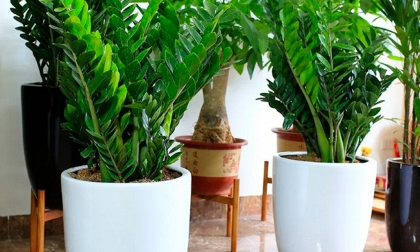 5 cây nên trồng trong nhà