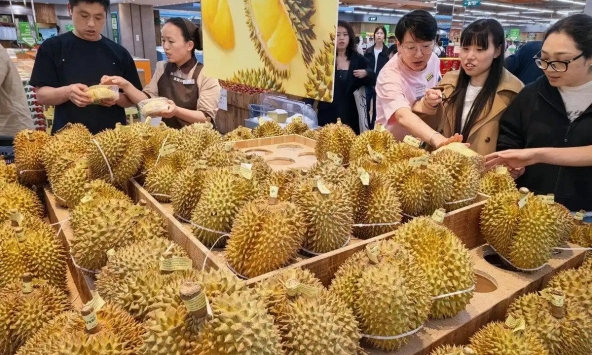 Kéo cả vali đi gom sầu riêng: Người phụ nữ gây sốt khi mua 14kg với giá chỉ 1 triệu đồng