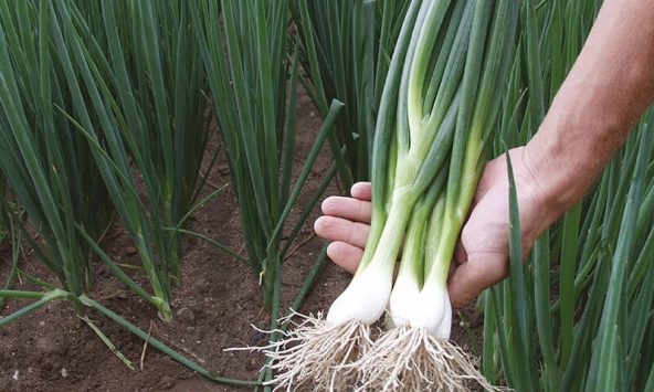 Lời khuyên đến những gia đình đang trồng hành