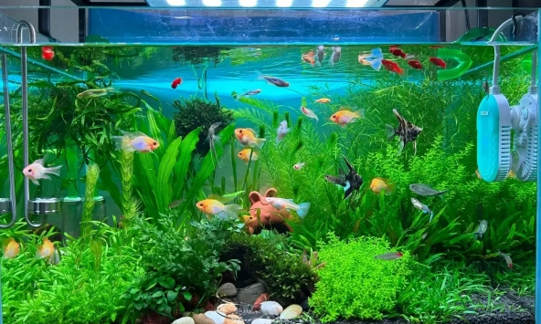Lời khuyên đến những gia đình đang nuôi cá cảnh