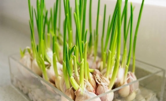 Lời khuyên đến những gia đình đang trồng tỏi