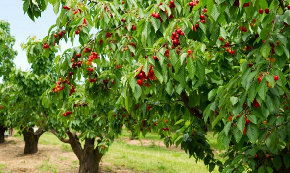 5 loại quả ngọt lịm nhưng lại giúp kiểm soát đường huyết, ngăn ngừa tiểu đường: Việt Nam rất sẵn