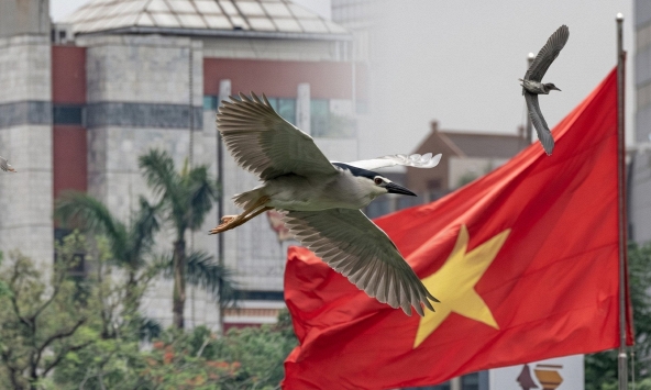 Hà Nội đất lành chim đậu: Chim hoang dã chao liệng săn mồi giữa Hồ Gươm tạo ra khung cảnh hiếm có