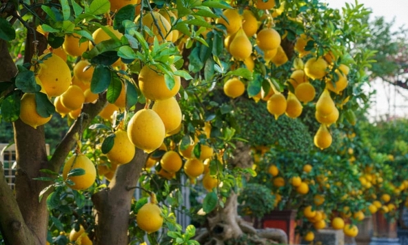 Lời khuyên đến những gia đình đang trồng cây bưởi