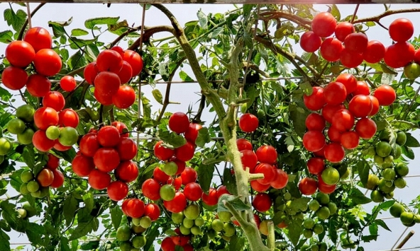 Lời khuyên đến những gia đình đang trồng cây cà chua