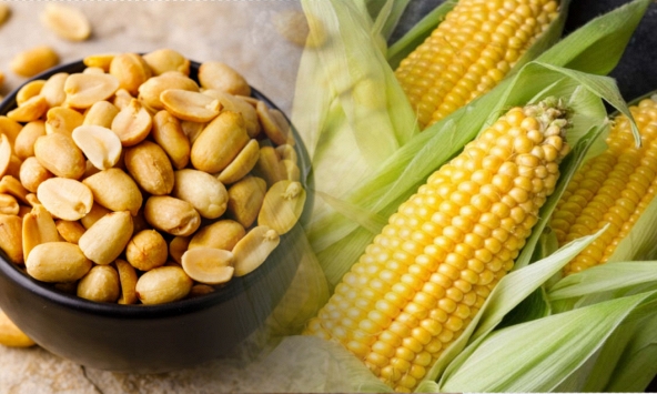 10 nguyên liệu quen mặt trong gian bếp Việt dễ nhiễm Aflatoxin nhất, dù có nấu chín cũng không hết độc
