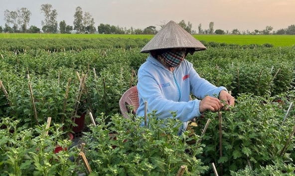 Loài cây tưởng chỉ trưng cho đẹp, ai ngờ còn là thuốc quý được Mỹ đánh giá cao: Người Việt dùng nhiều mà ít biết
