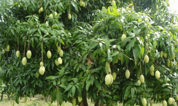 Lời khuyên dành cho những gia đình đang trồng cây xoài