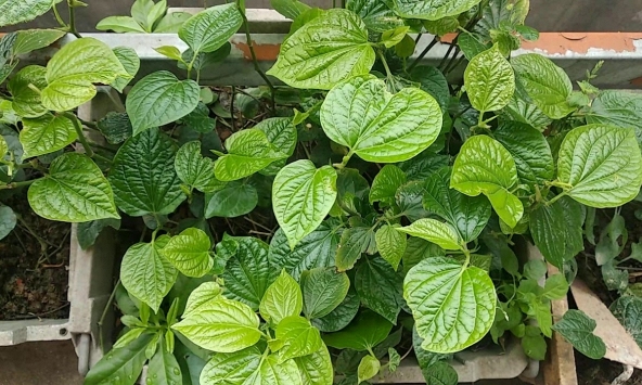 Lời khuyên dành cho những gia đình đang trồng cây lá lốt