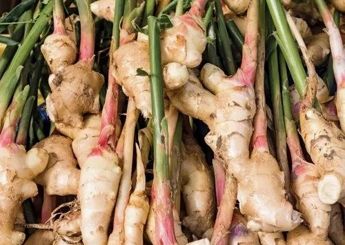 Lời khuyên đến những gia đình đang trồng riềng