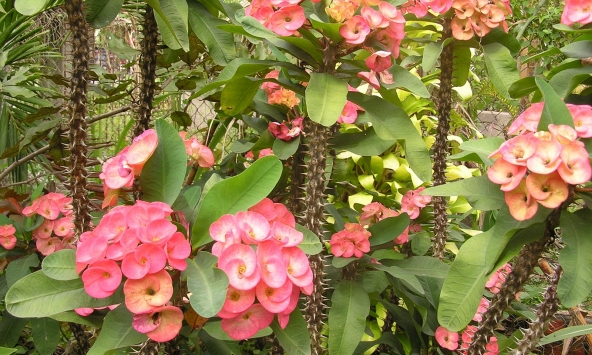 5 cây nhà giàu ít trồng
