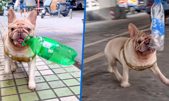 Chú chó đang gây sốt vì kiếm được hàng trăm triệu chỉ nhờ nhặt ve chai
