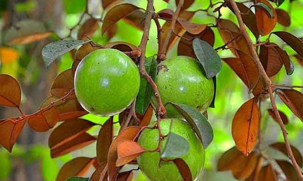 Lời khuyên dành cho các gia đình đang trồng vú sữa