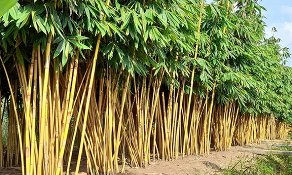 Lời khuyên dành cho những gia đình đang trồng cây tre
