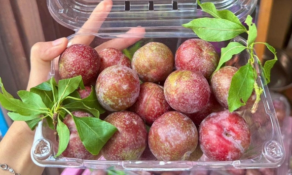 Điều gì xảy ra khi bạn ăn quá nhiều quả mận? Bác sĩ dinh dưỡng nhắc: 4 kiểu người này phải cực kỳ cẩn thận!