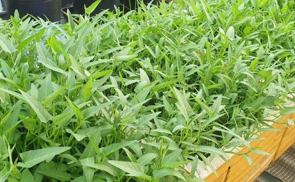 Lời khuyên dành cho những gia đình đang trồng rau muống
