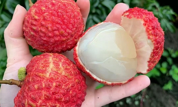 5 điều cấm kỵ khi ăn quả vải nhiều người Việt đang vô tình mắc phải: 'Ngọt miệng' nhưng dễ hại thân