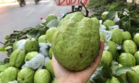 Lời khuyên khi mua ổi