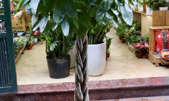 7 lý do nên trồng cây kim ngân trong nhà