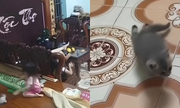 Bé gái thản nhiên ném mạnh khiến chú mèo con liệt 2 chân sau: “Trẻ con biết gì đâu” có nên là cái cớ cho hành vi bạo lực?