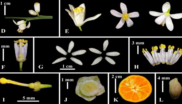 Các nhà khoa học Việt lần đầu phát triển sản phẩm hỗ trợ điều trị viêm phổi từ quýt hôi