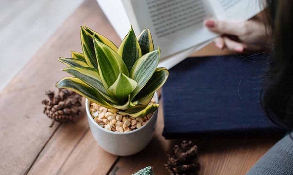Tại sao mỗi bàn học nên có một chậu lưỡi hổ?