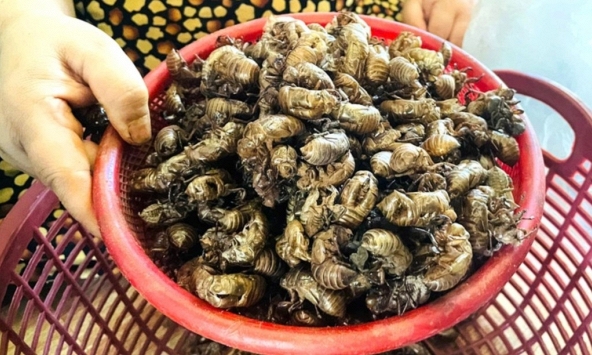 Thương lái bất ngờ thu mua 1 loại xác động vật giá 2 triệu đồng/kg, người dân đổ xô vào rừng tìm