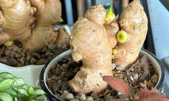 5 lý do nên trồng gừng trong nhà