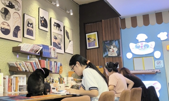 Nơi những chú mèo từng bị vứt vào thùng rác được gọi là gia đình