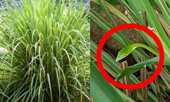 4 lý do nên trồng sả trong nhà