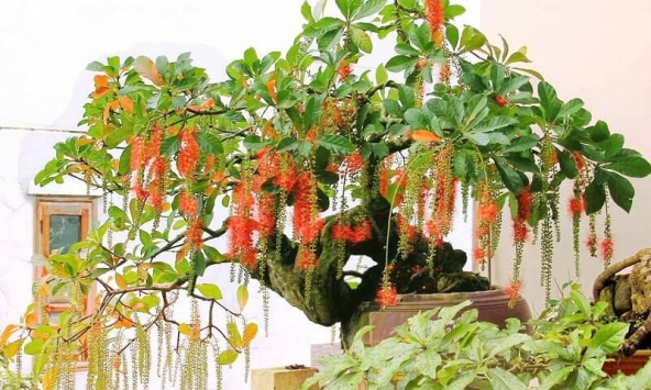 4 lý do nhà giàu thích trồng cây lộc vừng
