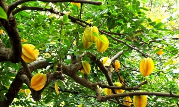 5 lý do vì sao bạn nên trồng 1 cây khế tại nhà