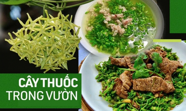 'Thần dược' mùa hè: Loại hoa vừa làm rau ngon, vừa là bài thuốc ngủ tự nhiên cho cả nhà