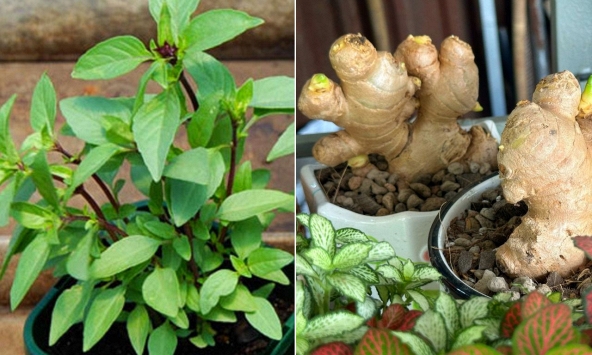 3 cây gia vị nên trồng trong nhà