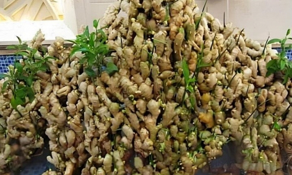 Lợi ích của trồng gừng