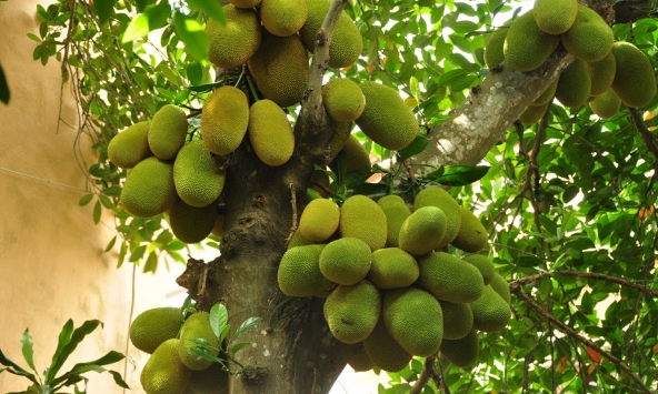 Lời khuyên cho các gia đình trồng cây mít