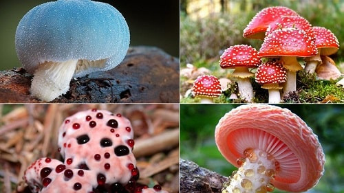 Hàng nghìn ca ngộ độc mỗi năm, người dân Vân Nam vẫn ùn ùn lên núi hái nấm