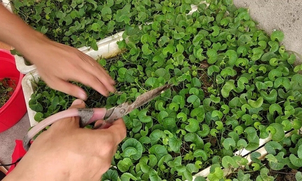 Lợi ích của rau má