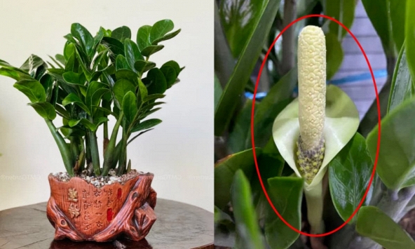 Hiện tượng kim tiền nở hoa