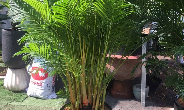 2 cây nên trồng trước nhà, 3 cây hợp trồng sau nhà