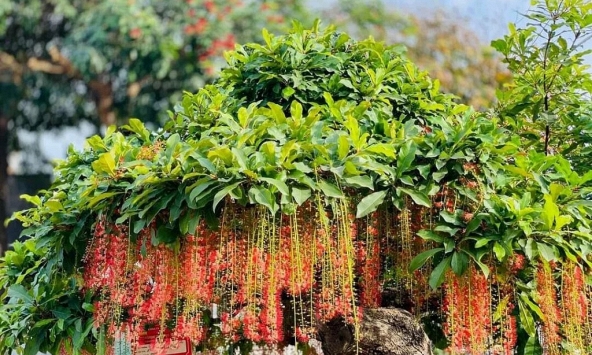 Hiện tượng lộc vừng nở hoa