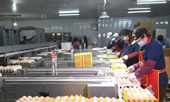 'Đột nhập' nhà máy sản xuất 450.000 quả trứng tươi/ngày, phát hiện 'thông tin' về dây chuyền chế biến được đầu tư hơn 193 tỷ đồng