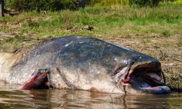 'Thủy quái nước ngọt' dài 2,5m, nặng 110kg bất ngờ mắc câu: 3 người vật lộn suốt 2 giờ mới kéo được lên bờ